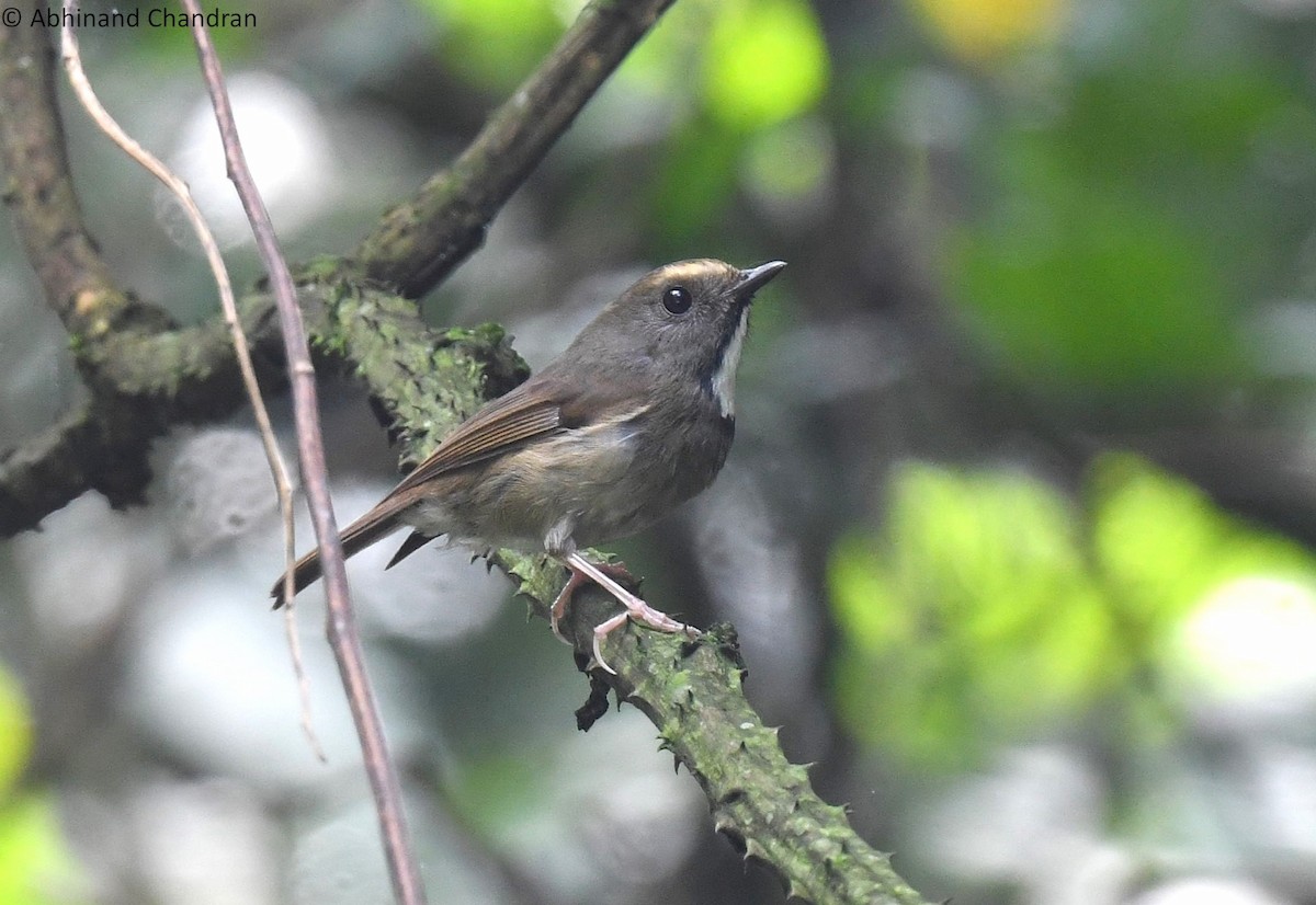White-gorgeted Flycatcher - ML636161998