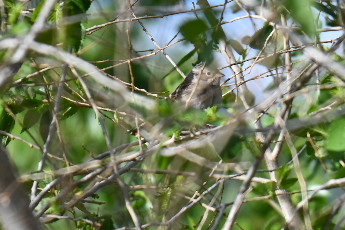 Brewer's Sparrow - ML636162006