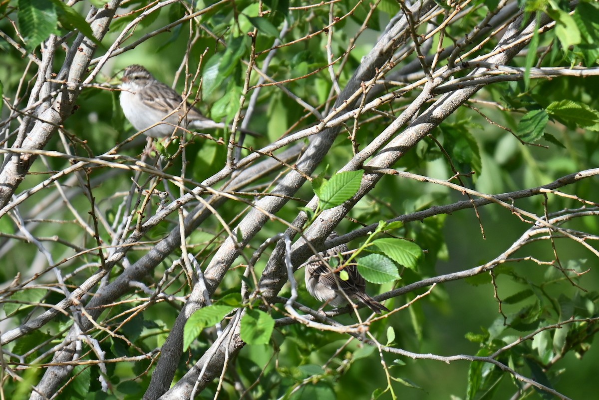 Brewer's Sparrow - ML636162007