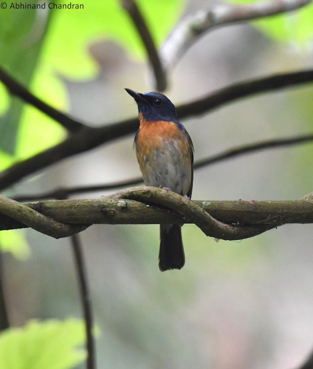 Hainan Blue Flycatcher - ML636162022