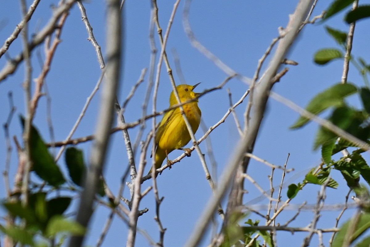 Yellow Warbler - ML636162035