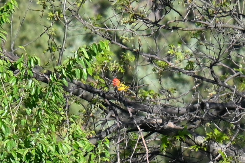 Western Tanager - ML636162101