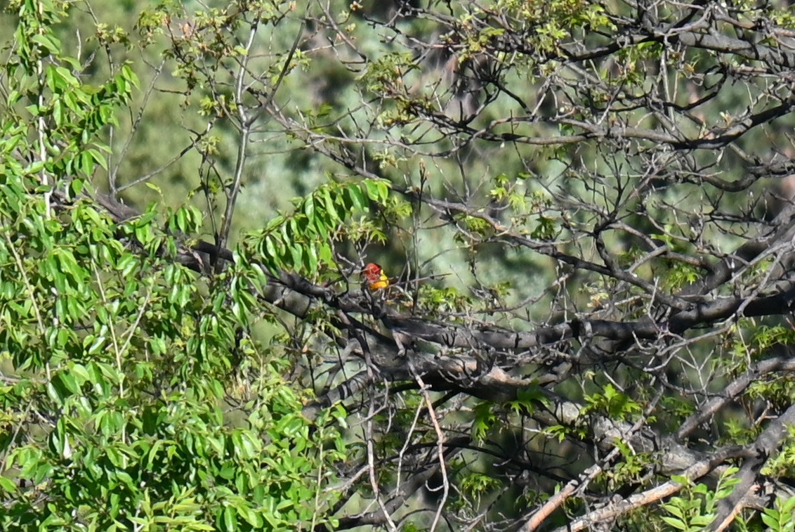 Western Tanager - ML636162102