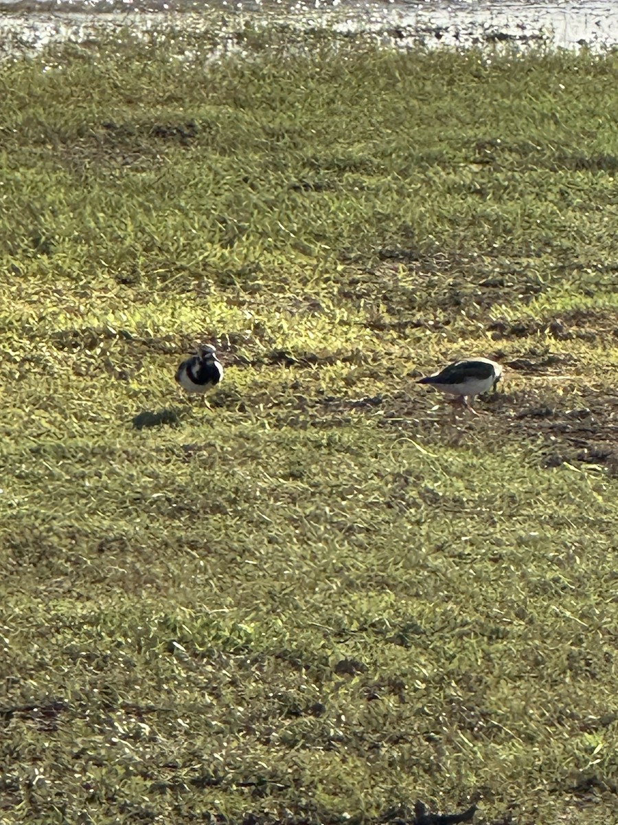 Ruddy Turnstone - ML636162269