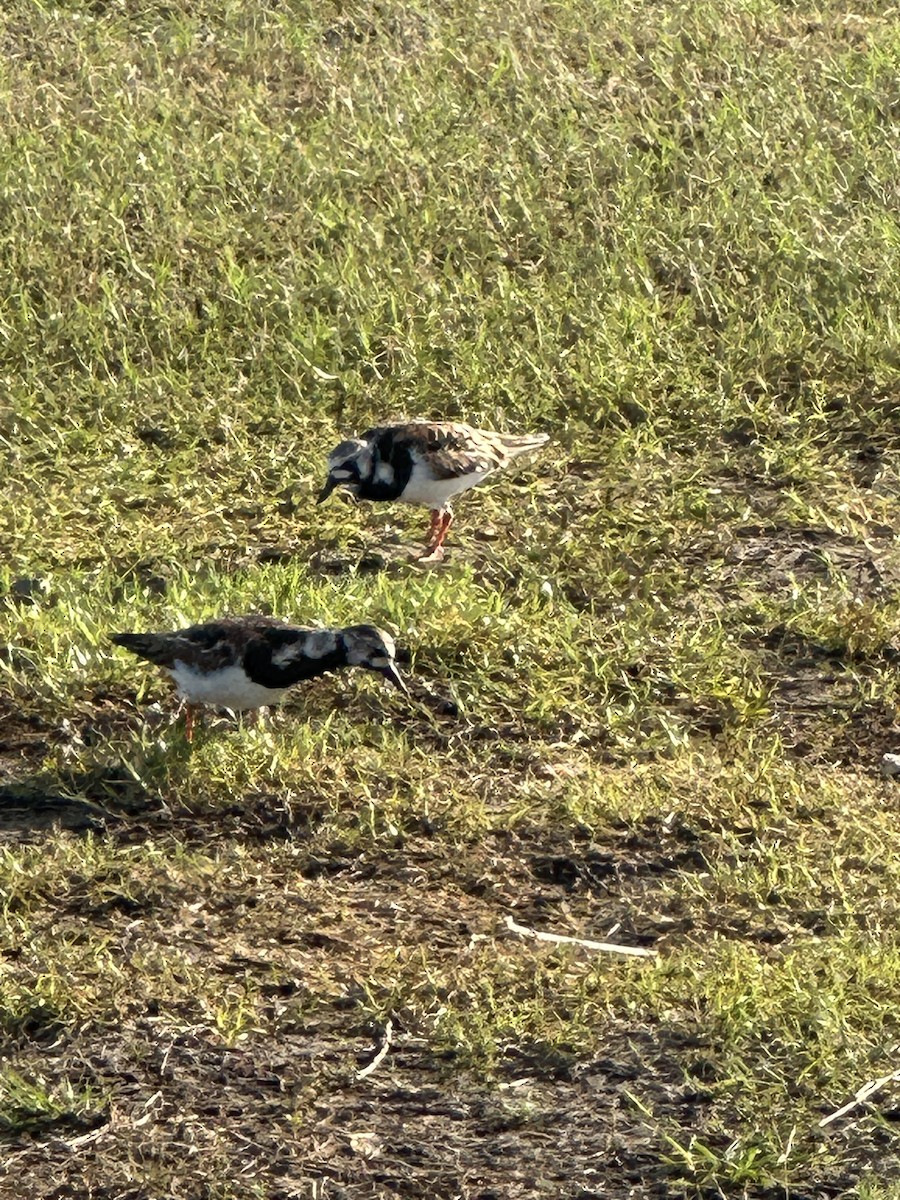 Ruddy Turnstone - ML636162270