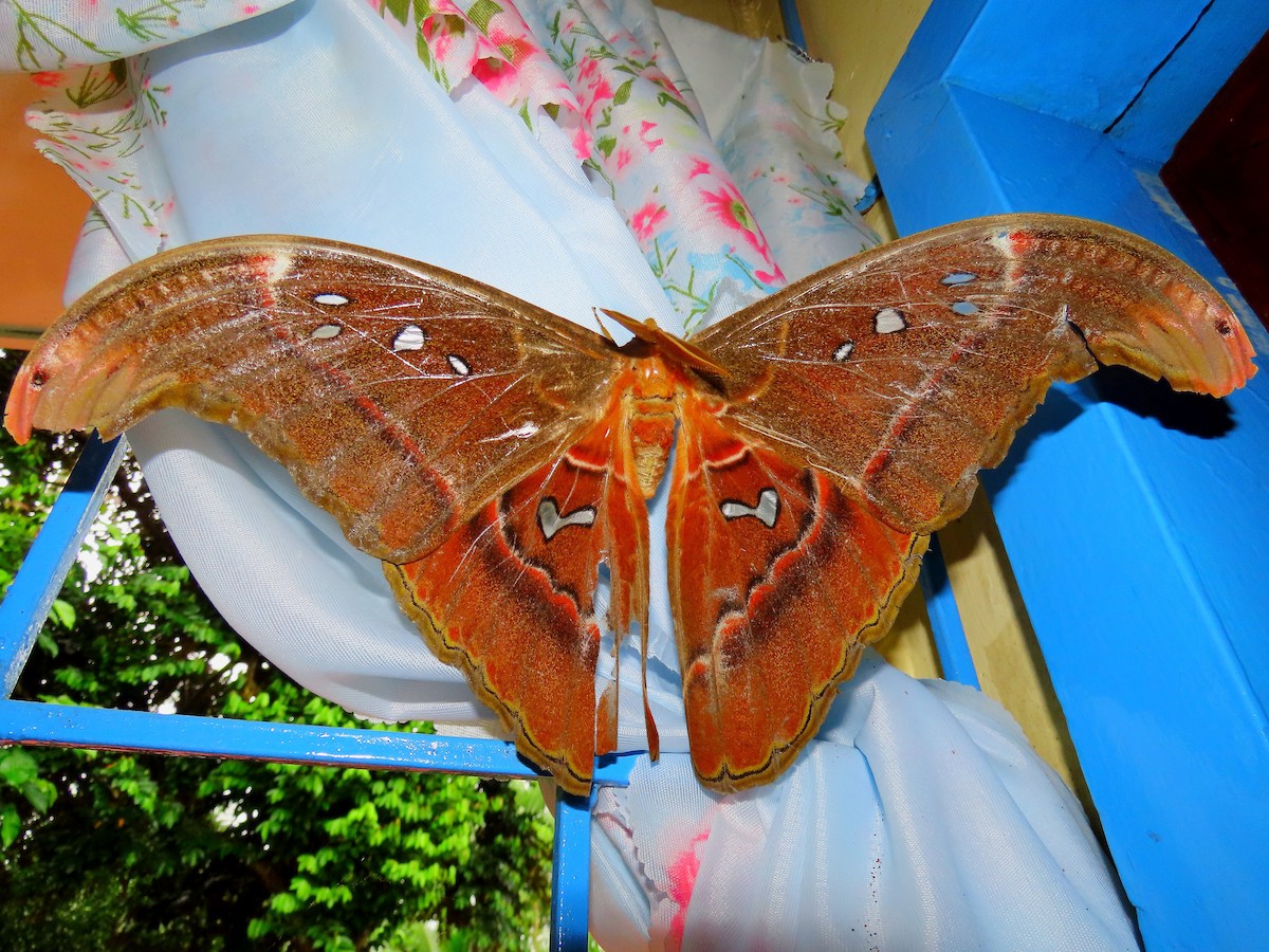 Atlas Moth - ML636162305