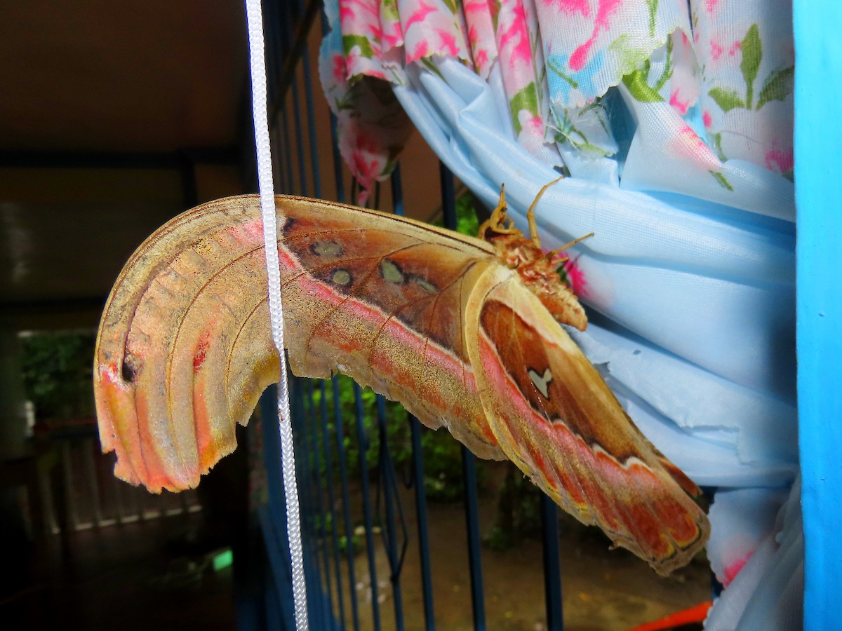 Atlas Moth - ML636162306