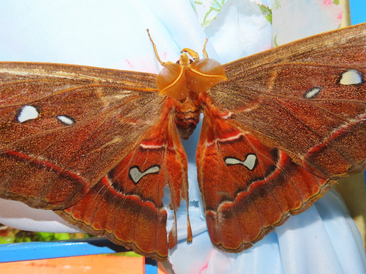Atlas Moth - ML636162320