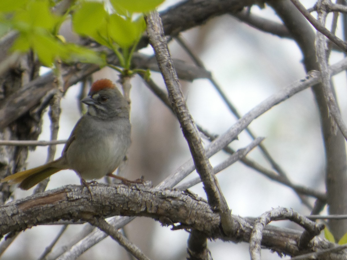 Green-tailed Towhee - ML636162348