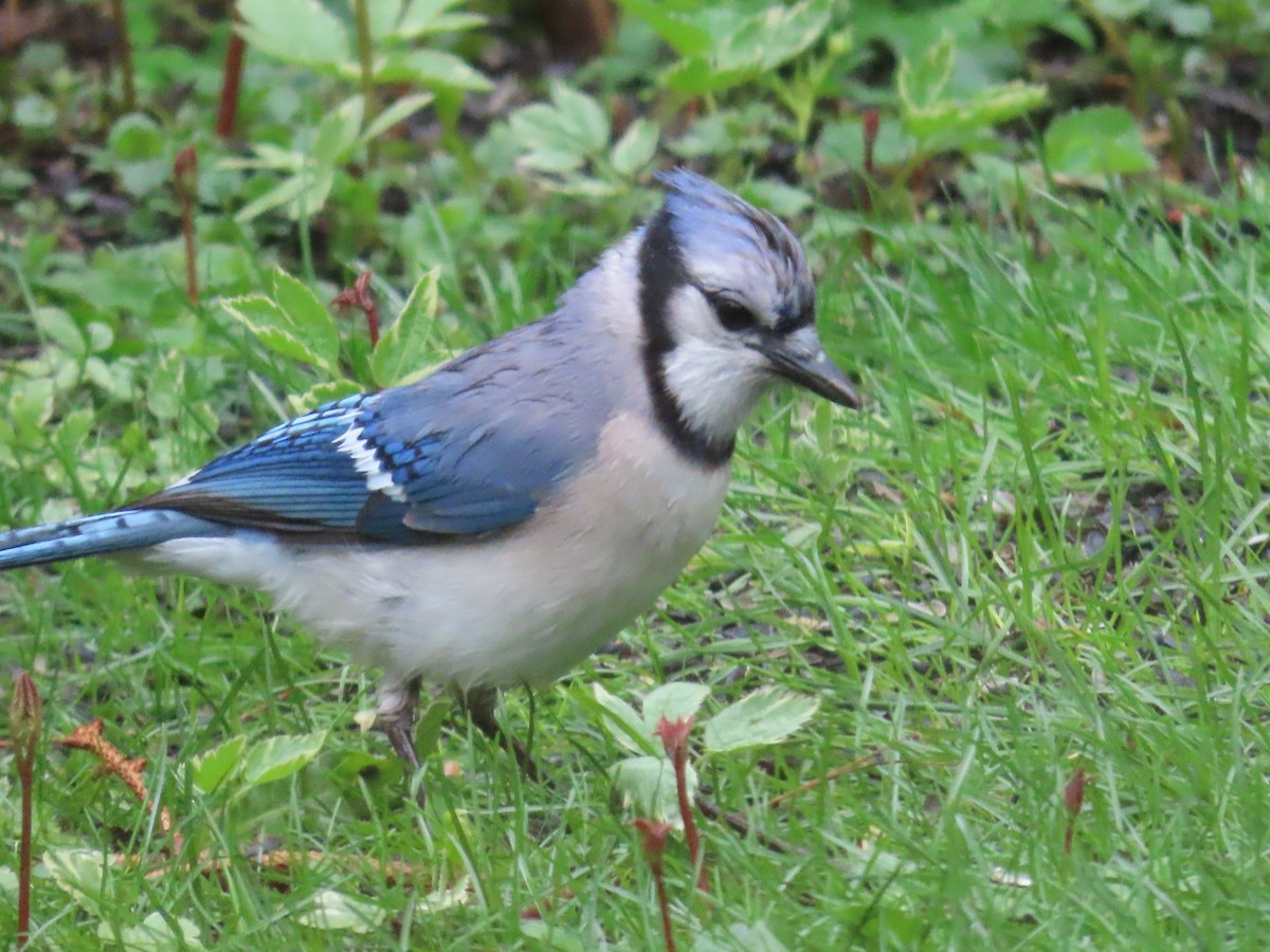 Blue Jay - ML636162379