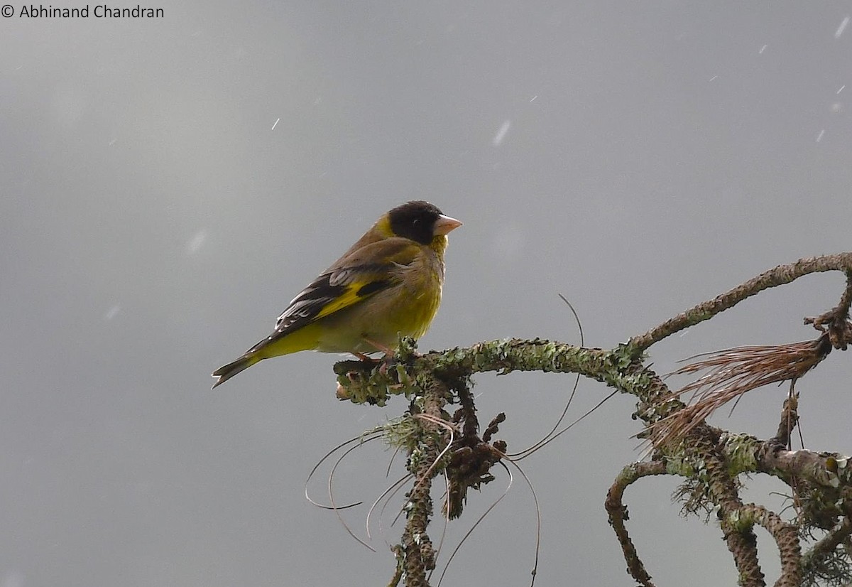Black-headed Greenfinch - ML636162399