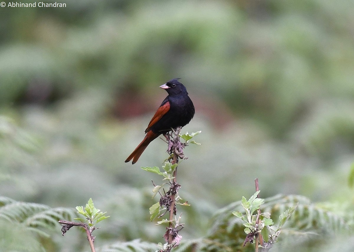 Crested Bunting - ML636162406
