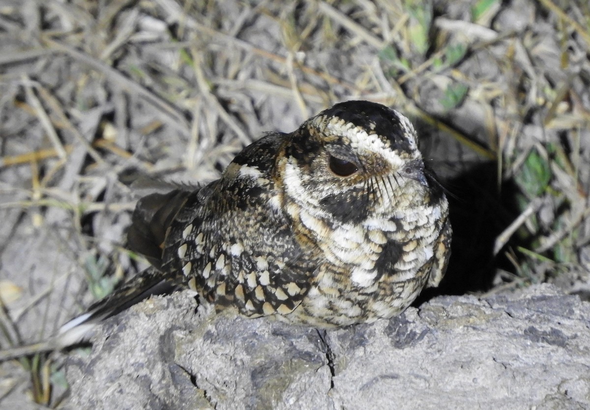 Spot-tailed Nightjar - ML636162478