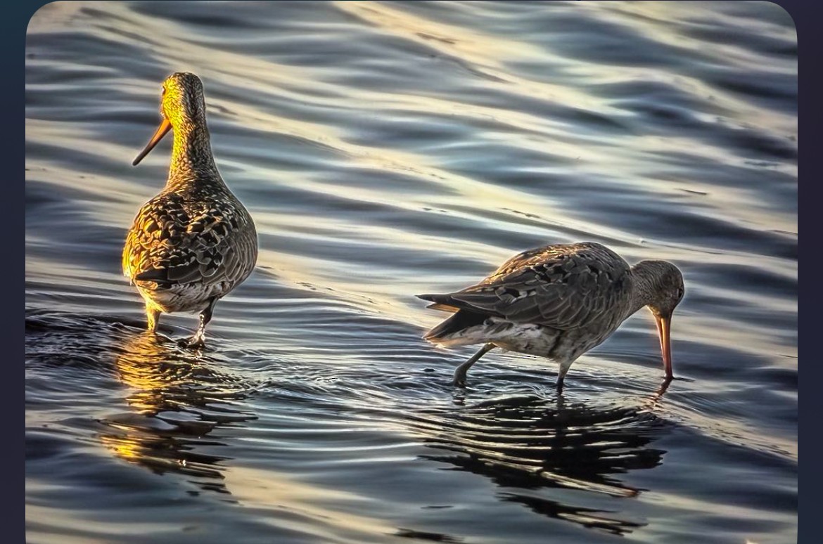 Hudsonian Godwit - ML636162534