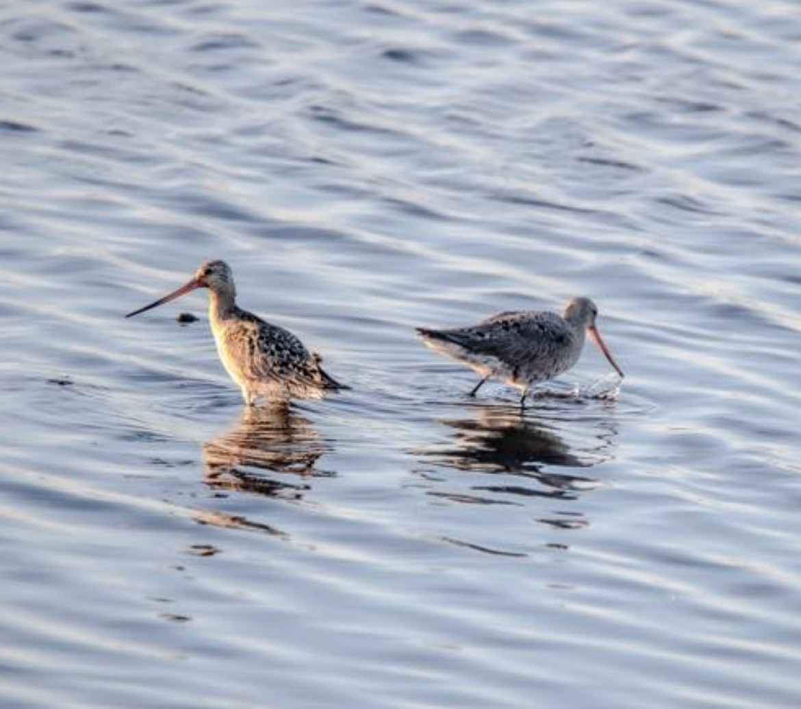 Hudsonian Godwit - ML636162552