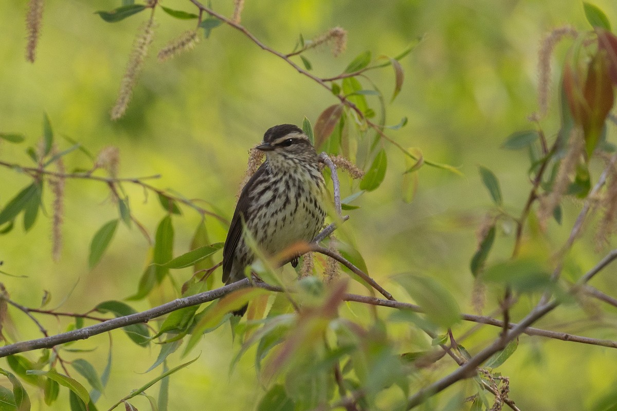 Northern Waterthrush - ML636162614