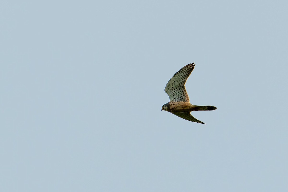 Eurasian Kestrel - ML636162651