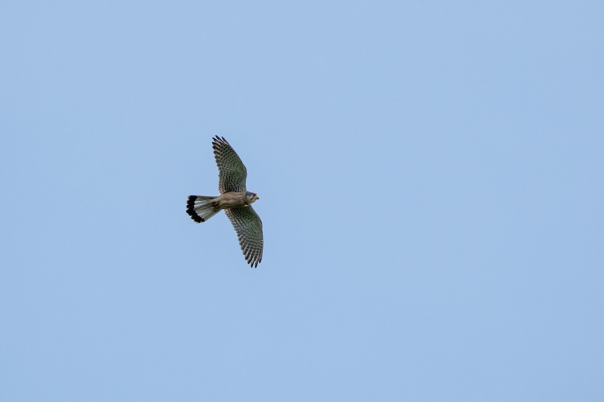 Eurasian Kestrel - ML636162653