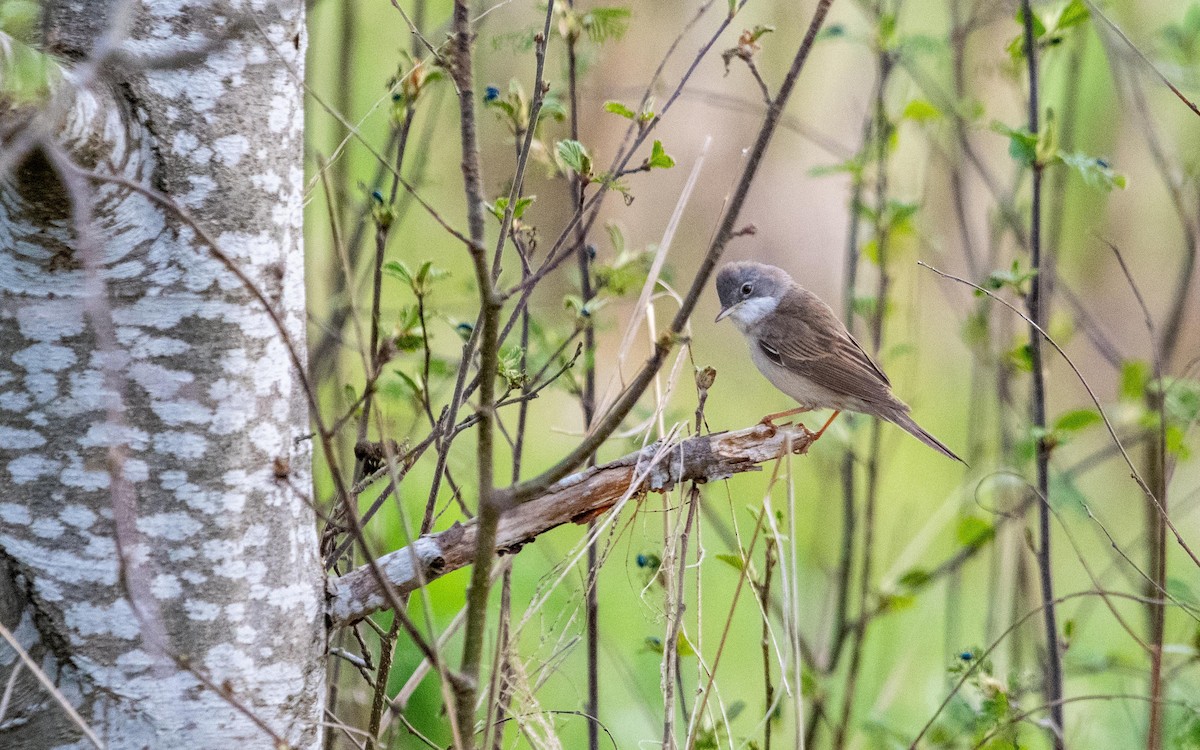 Greater Whitethroat - ML636162686