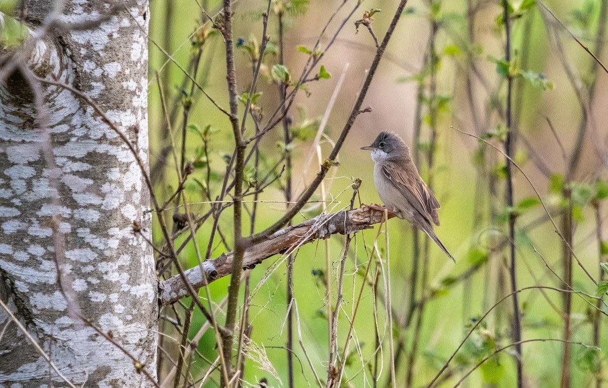 Greater Whitethroat - ML636162687
