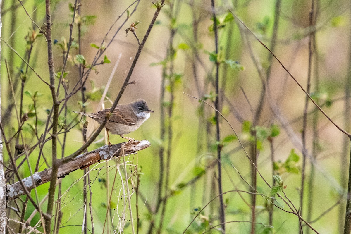 Greater Whitethroat - ML636162688