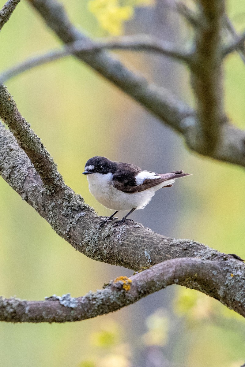 European Pied Flycatcher - ML636162697