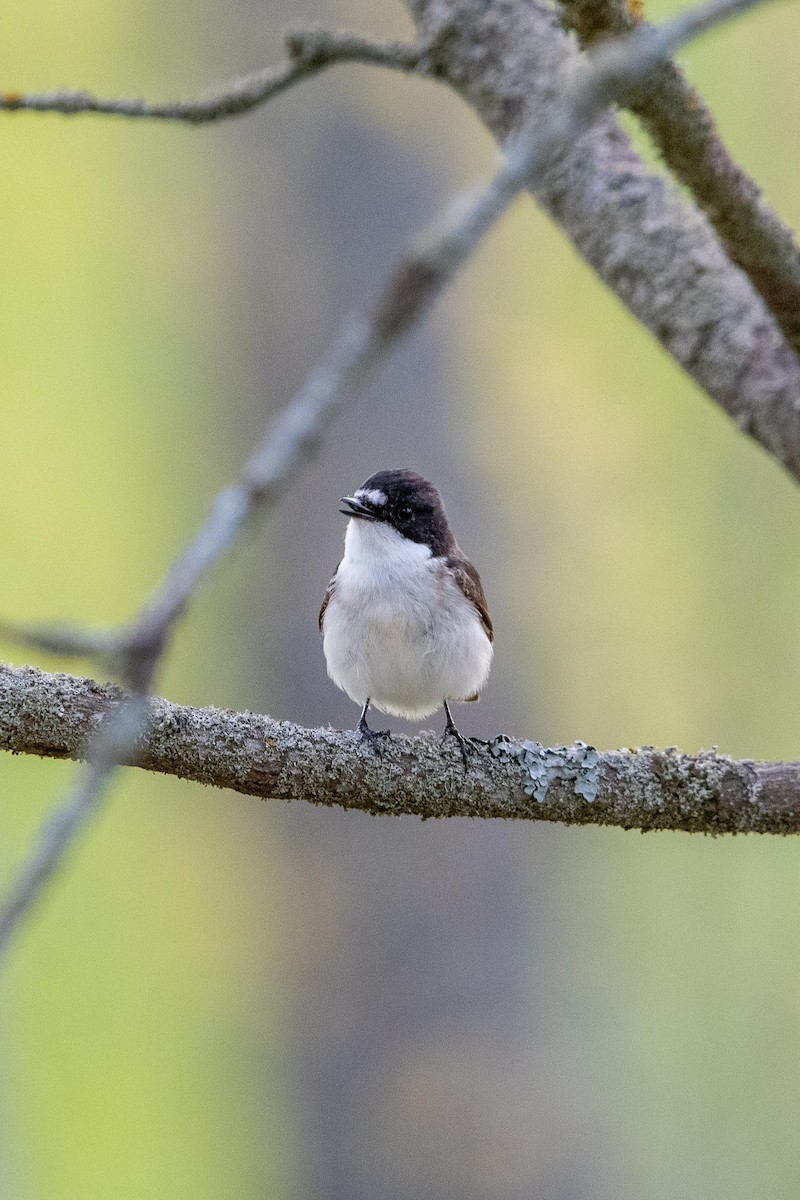 European Pied Flycatcher - ML636162698