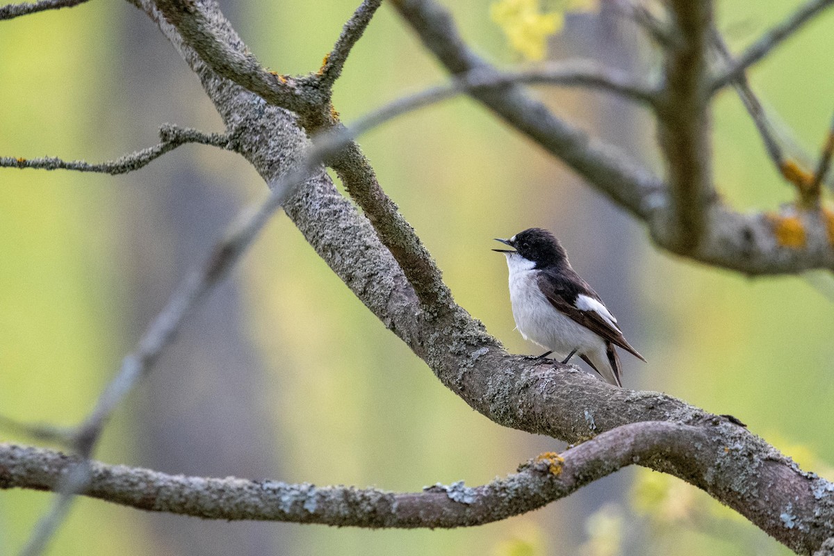 European Pied Flycatcher - ML636162700