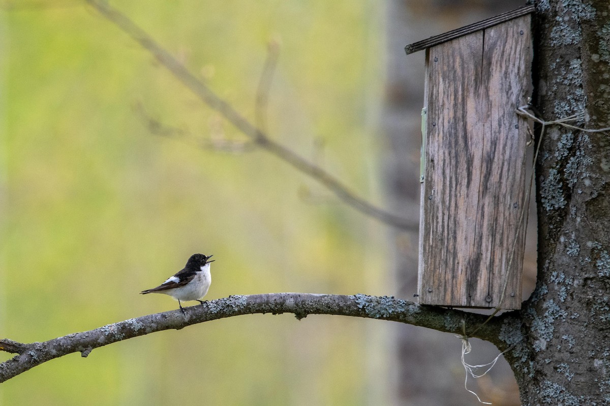 European Pied Flycatcher - ML636162701