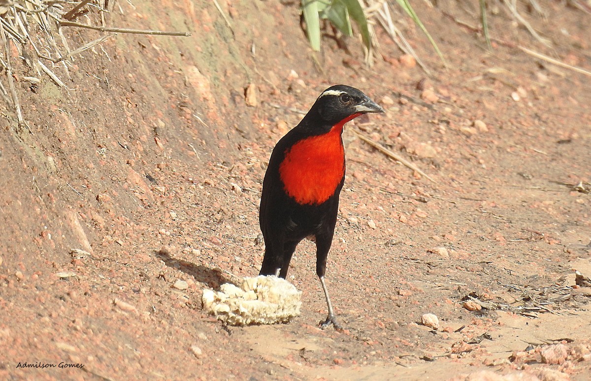 White-browed Meadowlark - ML63616281