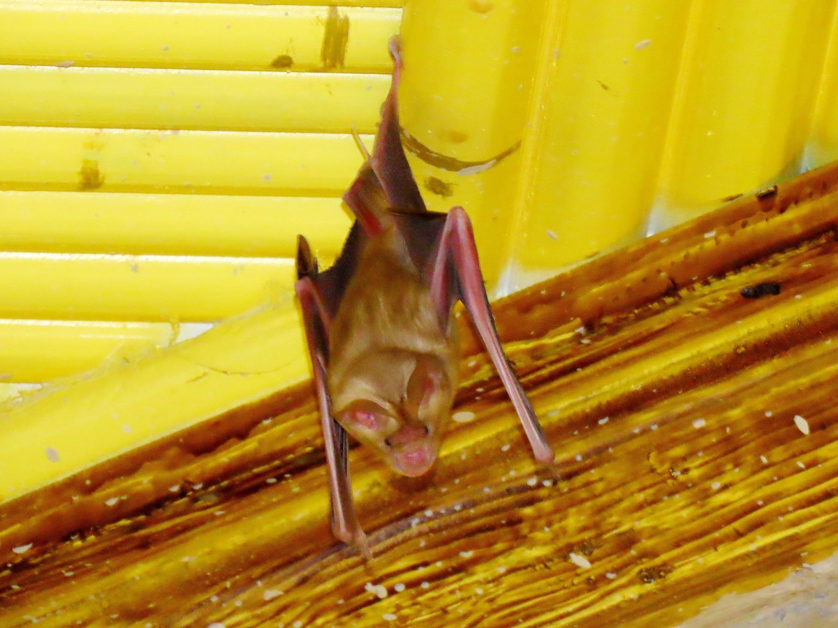 Trident Leaf-nosed Bats - ML636162884
