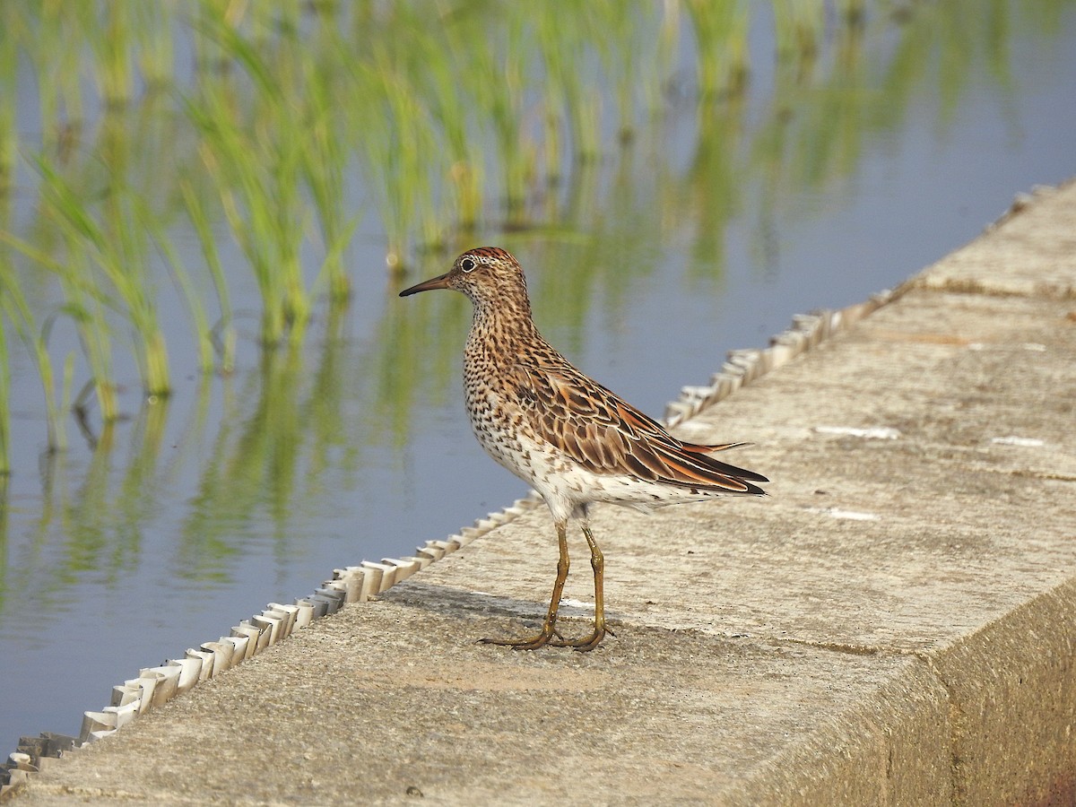 Sharp-tailed Sandpiper - ML636162895