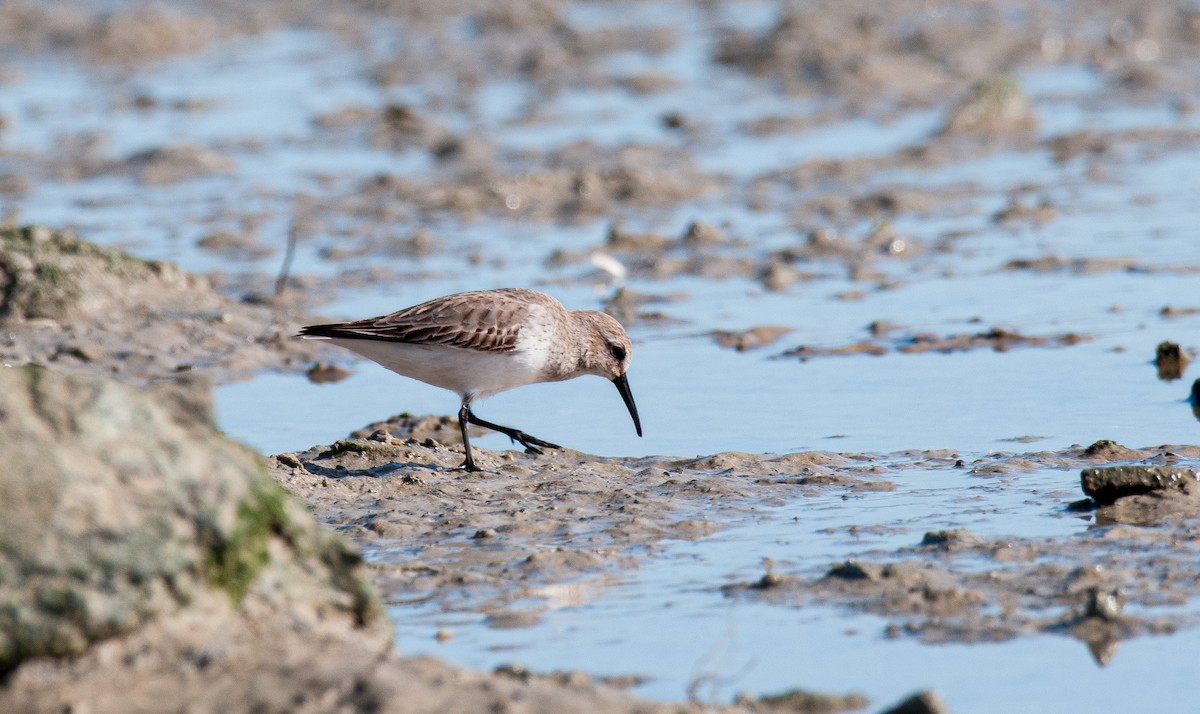 Piovanello pancianera - ML636162940