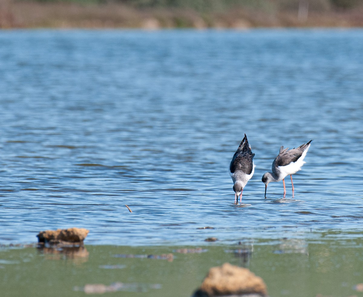 Cavaliere d'Italia - ML636162953