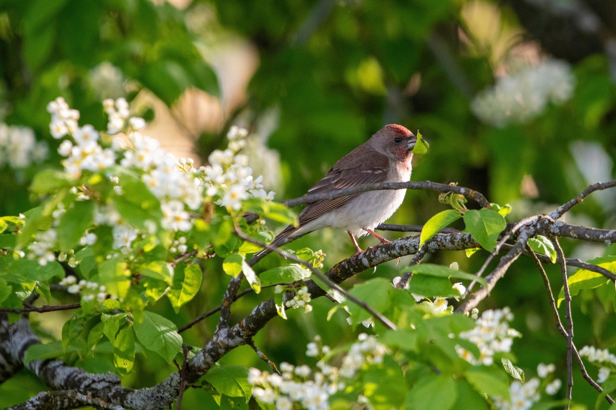 Common Rosefinch - ML636162989