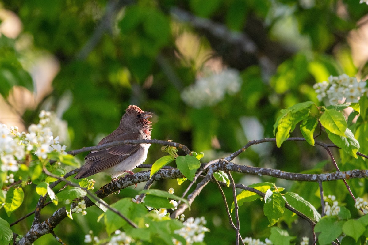 Common Rosefinch - ML636162990