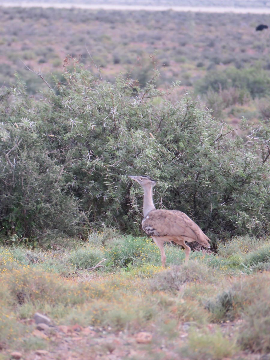 Kori Bustard - ML636163064