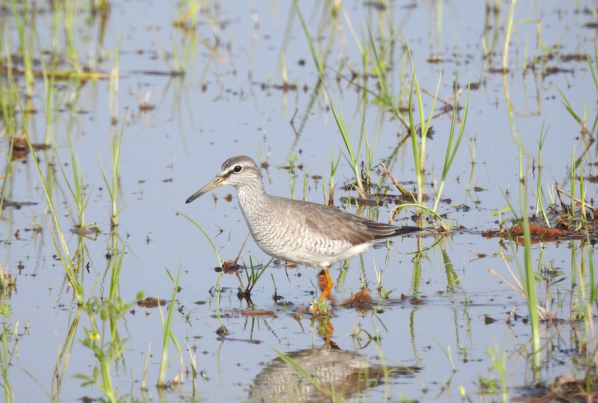 Gray-tailed Tattler - ML636163132