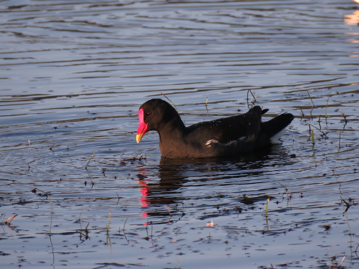 Eurasian Moorhen - ML636163182