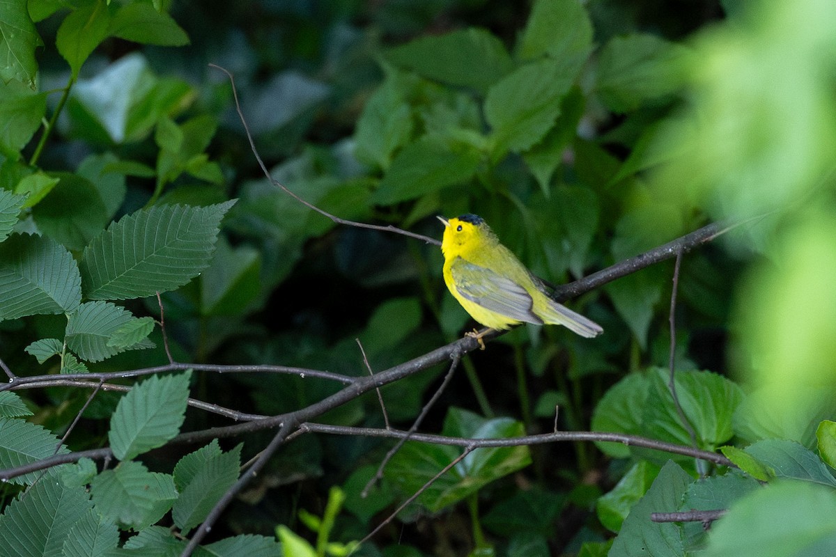 Wilson's Warbler - ML636163227