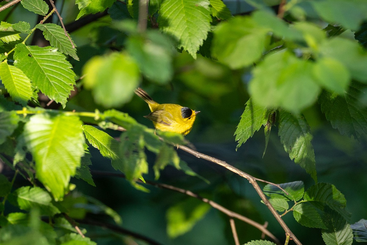 Wilson's Warbler - ML636163252