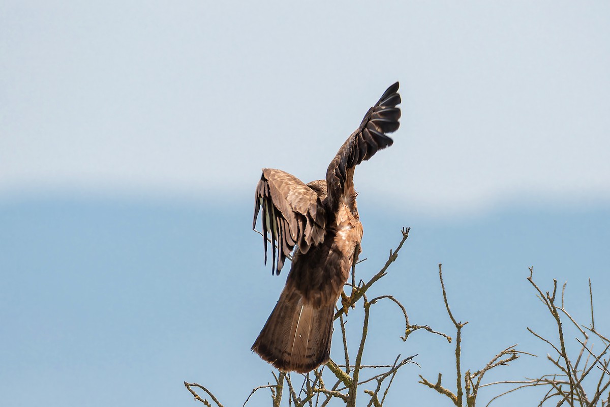 歐亞鵟(vulpinus/menetriesi) - ML636163256