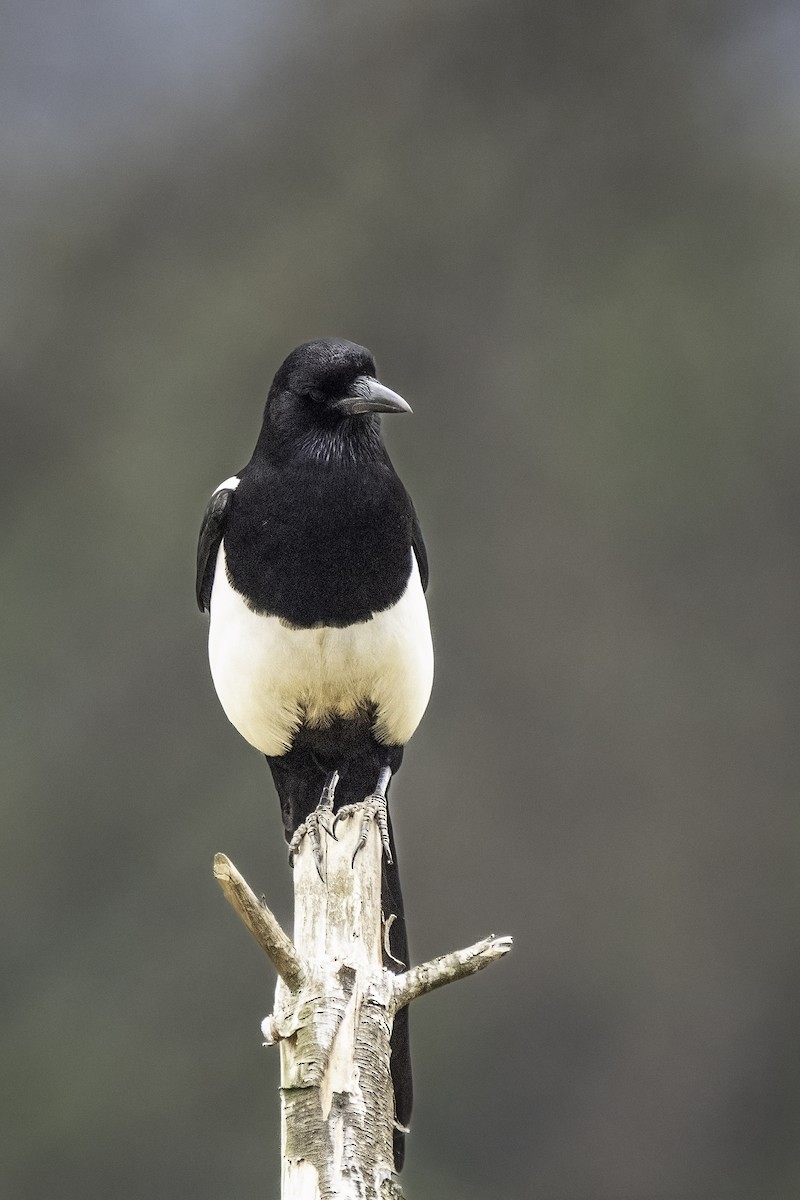 Black-rumped Magpie - ML636163446