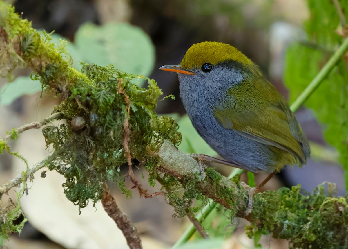 Slaty-bellied Tesia - ML636163502
