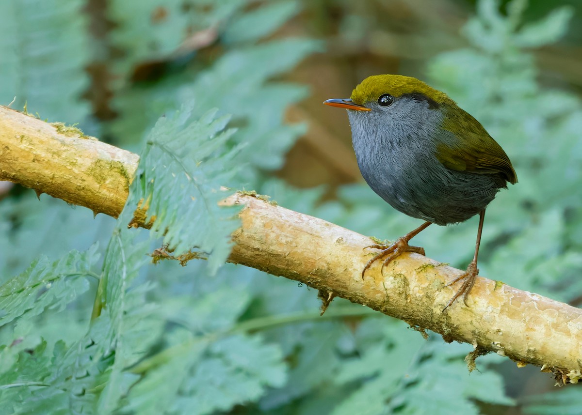 Slaty-bellied Tesia - ML636163503