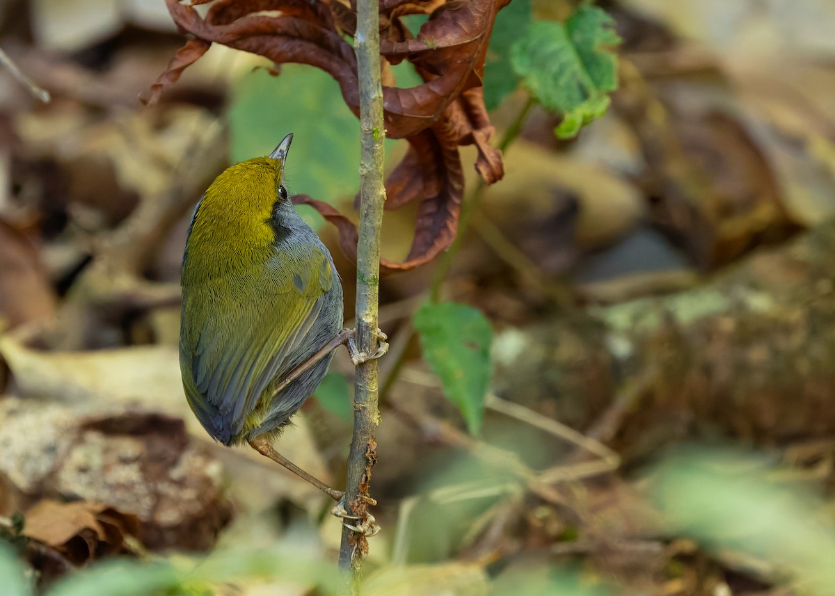 Slaty-bellied Tesia - ML636163504