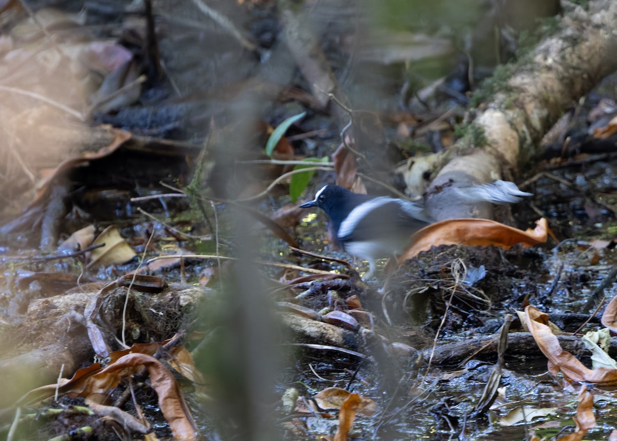 White-crowned Forktail (Northern) - ML636163577