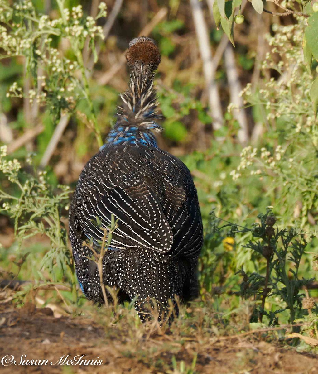 Vulturine Guineafowl - ML636163896