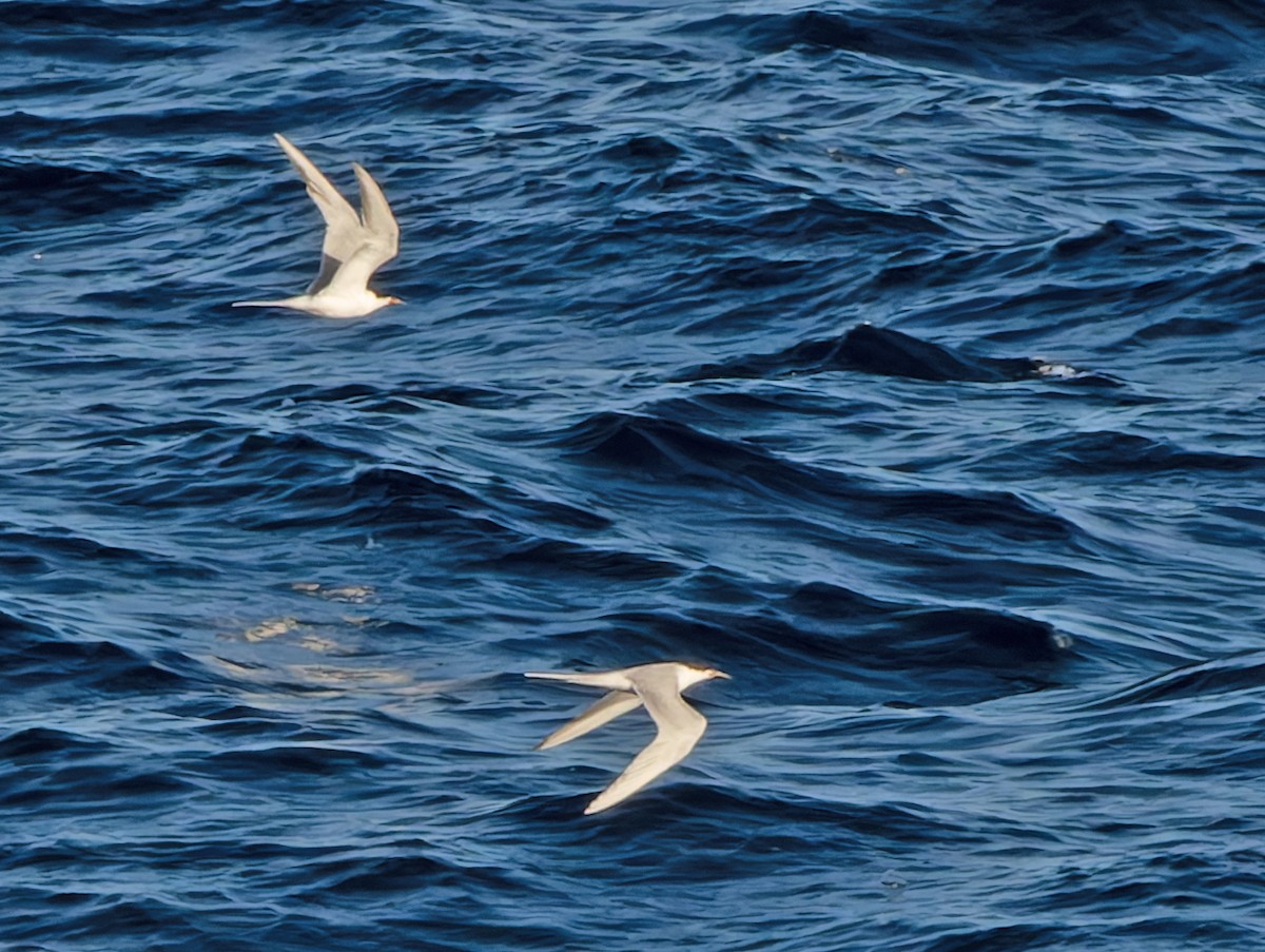 Forster's Tern - Scott Berglund