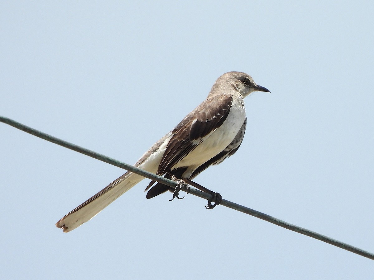 Northern Mockingbird - ML636163937